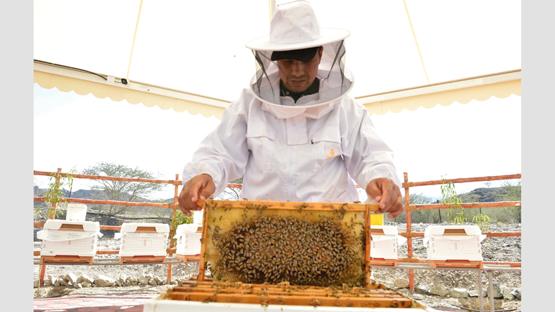 حديقة النحل في حتا.. مدينة للعسل و«الملكات» Image