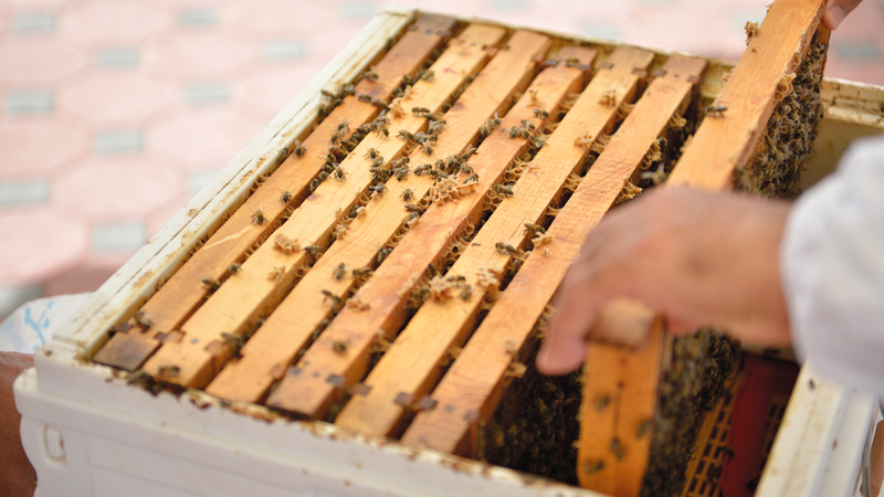 حديقة النحل في حتا.. مدينة للعسل و«الملكات» Image